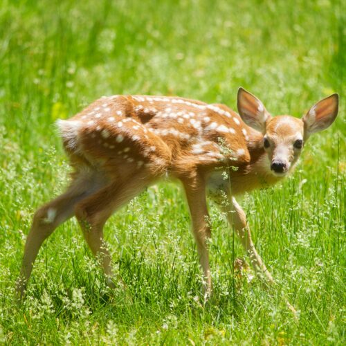 An Unfortunate Fawn